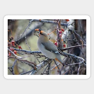 Bohemian Waxwing. Sticker